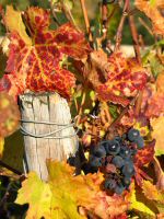 vignes (7).JPG